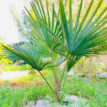 Apartamento Apartment With Garden And Terrace